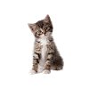 MIGON KITTEN