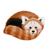 Bébé panda rouge