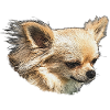 Chihuahua, small dogs