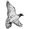Pigeon - carrier pigeon