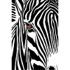 Zèbre
