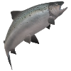 3D salmon
