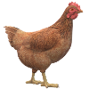 3D chicken