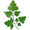 hand drawn parsley branch