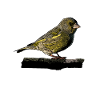 Ornithologie des oiseaux moineaux