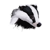 Blaireau
