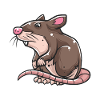 Brown rat