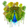 peacock