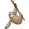 Friendly sloth