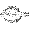 Plaice line drawing