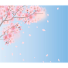 Cherry blossoms