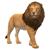 3D lion