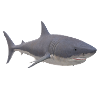 Shark