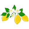 Lemons, lemon blossoms