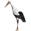 stork