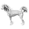 Chinese Crested Dog