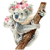 Bébé Koala