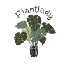 Plantuleuse plante succulente