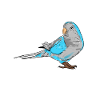 Screeching Blue Quaker Parrot