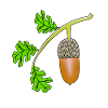 Chêne feuille de gland