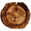 Wood trunk cross section