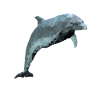Delfin - Polygon / Dreieck