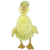 Duckling Chick