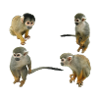 Monkeys
