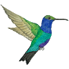 Hummingbird of paradise