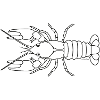Crayfish line drawing
