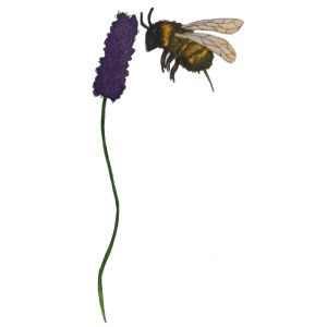 Pollinatore