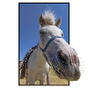 Funny horse face
