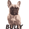 French bulldog bully