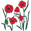 Graines de pavot