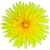 Dandelion summer flower gift