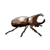 Insect insect ecology nature wildlife