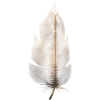 brown feather