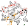 Couleur carpe koi