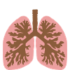 Lungs - human anatomy