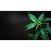 Plante de cannabis