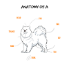 Samojede anatomie chien cadeau