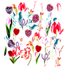 Tulips tulip flowers gardener gardening raspberry