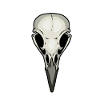Raven Crow Bird Skull Skull Death Voodoo