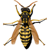 wasp