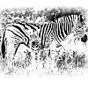 Zebras