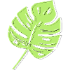 Monstera leaf