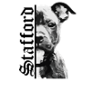 Staffordshire bull terrier