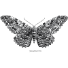 Thysania Agrippina