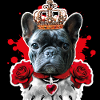 01 Bullo francese Bulldog Re Regina Paradenti
