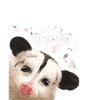 Curious Opossum